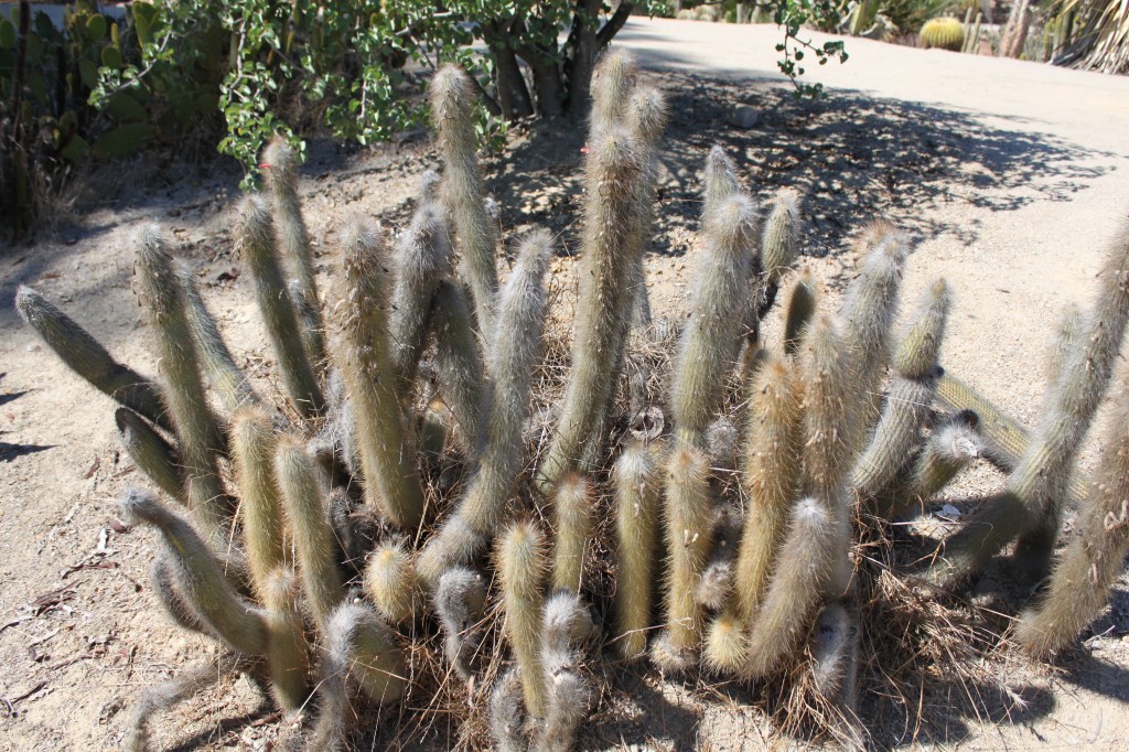 fuzzy cactus The Ohrns