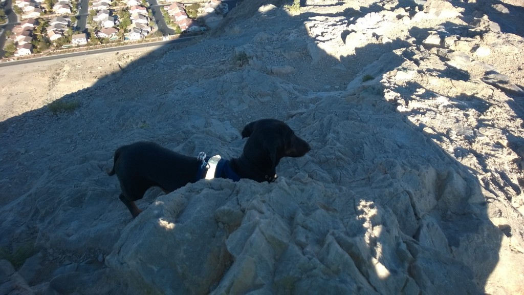 Fitz looks over the Las Vegas vallery